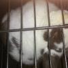 3 lop/american rabbits offer Free Stuff