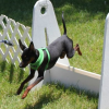 Flyball Classes for dogs offer Classes