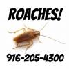 Mission Neighborhood Pest Control offer Home Services