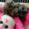 Beautiful marmoset monkeys for adoption  offer Classes