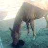 Quater horse offer Items For Sale