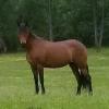 Registered Paso Fino mare offer Items For Sale
