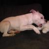 $100 or best offer all white pit  offer Items For Sale