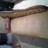 ANTIQUE CHAISE LOUNGE offer Home and Furnitures