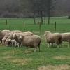 Polypay Ram For Sale-$250 offer Lawn and Garden