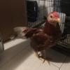 Young chickens offer Home and Furnitures