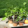 Yard & Plant Sale May 2-4th 9:00 am offer Home and Furnitures