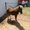 Pony for sale less than a year old offer Deals