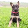 German Shepherd for sale  for adoption offer Free Stuff