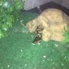  Ball python  offer Lawn and Garden