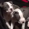 Christmas purebred blue nose pitbull puppys offer Kid Stuff