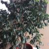 Weeping fig tree offer Home and Furnitures