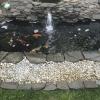 Koi fish offer Lawn and Garden