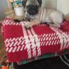 Pure breed pug offer Items For Sale