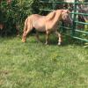 Miniature horse for sale offer Items Wanted