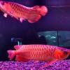 Super Red Arowana,Albino Stingray fish for sale offer Service