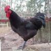 6 Jersey Black Giant Roosters  offer Items For Sale