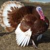Tom Bourbon Red Turkey offer Items For Sale