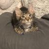 Kitten Adoption Event!!  offer Community