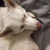 Pure white Husky/German Sheppard  offer Items For Sale