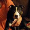 Beautiful female Staffordshire terrier pup! offer Items Wanted