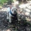 French bulldog pups  offer Home Services