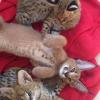 Pure-breed savannah cat for sale and africa serval cat for adoption  offer Free Shipping