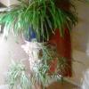Large spider plant and stand