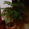 Norfolk pine tree