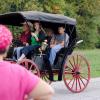 Horse Drawn Buggy with full Harness