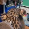 Beautiful bengal kittens for sale