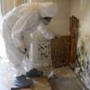 Mold Removal offer Home Services