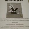 Missing. Dog  offer Community