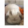 Need a good home for two male Holland Lop rabbits