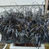 Black Mondo Grass in generous 1 gallon pots/$8 each. Puyallup near Edgewood offer Lawn and Garden