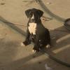 700.00 American black boxer puppy