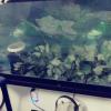 90 gallon fish with stand  offer Items Wanted