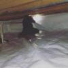 MOLD Remediation and Waterproofing Services