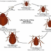 4-Seasons PEST-CONTROL :PROFESSIONAL BedBug EXTERMINATION offer Professional Services