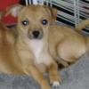 REHOME T-Cup Chihuahua for Valentines Day ??