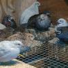 Chinese Button Quail Chicks offer Lawn and Garden