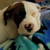 Boxer / Piit mix offer Items For Sale