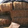Oat Hay offer Items For Sale