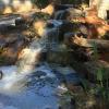 Koi pond, maintainence, Repair, paver and other patios offer General Labor