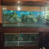 Aquariums offer Home and Furnitures