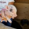 minnie pot belly pigs for sale offer Items Wanted
