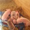 minnie pot belly pigs for sale
