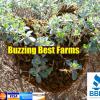 Bee Removal services  offer Professional Services