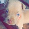 Red nose pit  offer Items For Sale