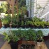 Plant Sale on Saturday May 12 from 8am until 12:30 pm 